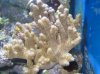 Brown_Coral.jpg
