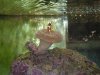 clown_n_toadstool_3reef.jpg