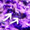 soft_coral.jpg