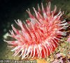 REDANEMONE3.jpg
