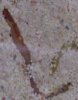 worms1.jpg
