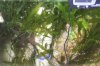 fish tank low res 006.jpg