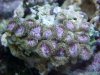prettypinkpolyps.JPG