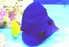 Purple Tang.jpg