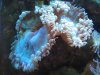 Coral.jpg