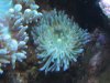 Coral1.jpg