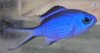 Blue Reef Chromis.jpg