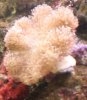Anemone.JPG