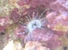 anemone2.JPG