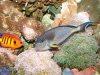 red sea clown tang 1.JPG