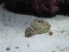 Acanthastrea.JPG