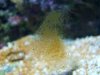 brown algea2.jpg
