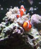 anenome.JPG