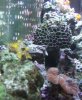 polyps.JPG