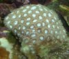 Diploastrea1.JPG