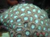 Diploastrea3.JPG