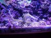 brittlestar90.jpg