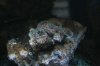 Acan 1S.jpg