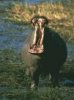 hippo.jpg