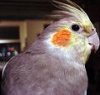 birdie.jpg