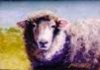 ewe.jpg