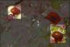 bubble algae.jpg