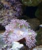 anemone (2).jpg