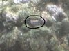 bug2.JPG