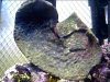 2unknown coral.JPG