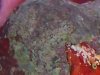crab2.jpg