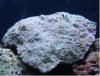 acanthastrea.JPG