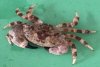 crab006a.jpg
