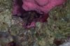 Crab 1.jpg
