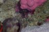 Crab 2.jpg
