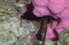 Crab Claw.jpg