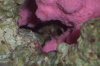 Crab 3.jpg