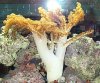 tree coral 01-18-06.JPG