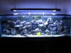Fish tank 020.jpg