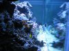 Fish tank 030.jpg