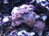 Fish tank 002.jpg