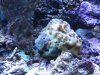 Fish tank 026.jpg