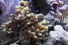 misc coral.JPG