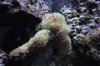 encrusting coral.JPG