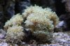 Frogspawn.JPG