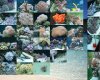 tank-collage-3-small.jpg