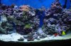 NEW HOME & TANK 132.jpg