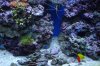 NEW HOME & TANK 126.jpg