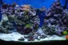 NEW HOME & TANK 130.jpg