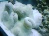 anemone.jpg