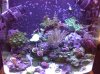 reef 3=29 004.jpg